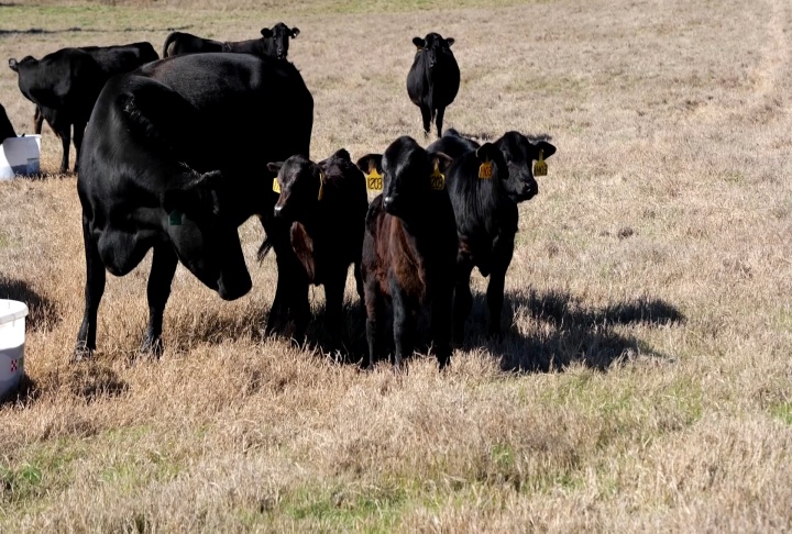 Cattle and hay producers see significant losses this year because of heat and drought
